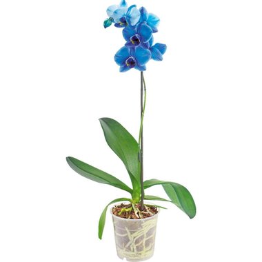 Синя Орхидея Фаленопсис