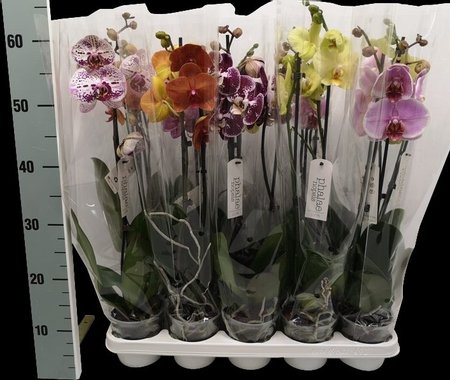 Орхидея Фаленопсис Bonito