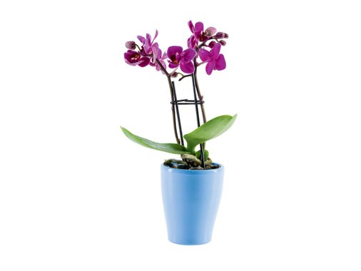 Мини орхидея