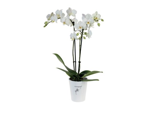 Орхидея в керамична саксия
