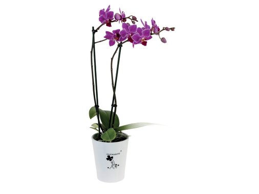Орхидея в керамична саксия