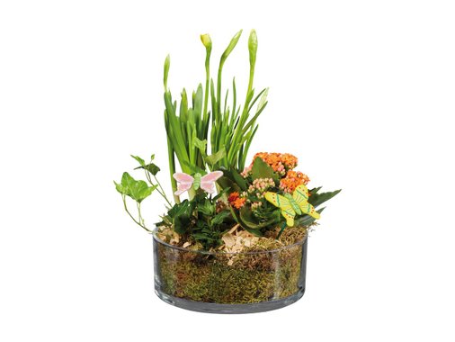 Декоративна мини градина | Лидл | Oferta.bg