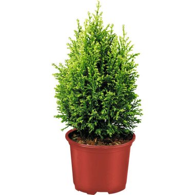 Конифери микс | Kaufland | Oferta.bg