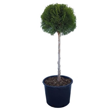 ТУЯ СМАРАГД 1 ТОПКА 80 СМ | Mr Bricolage | Oferta.bg