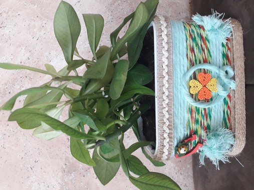 Каучуково дърво | Цвете в кутийка | Oferta.bg