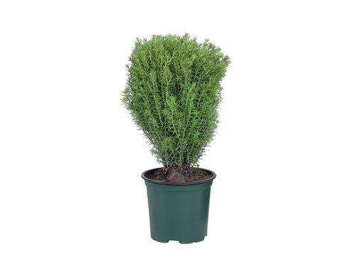 Конифер | Лидл | Oferta.bg