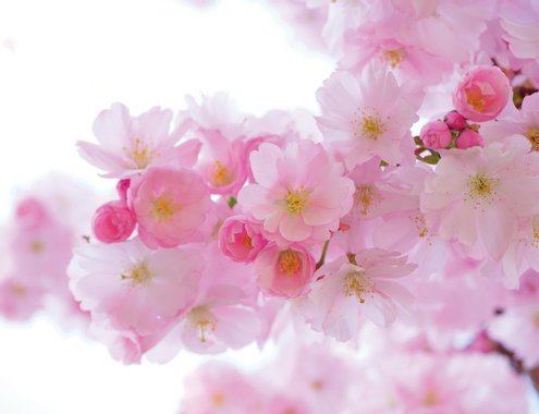 Картина Cherry Blossom 35x45 см