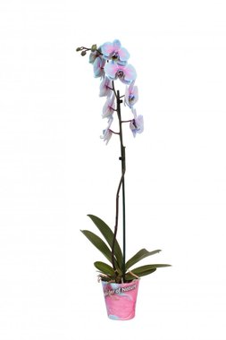 Орхидея Фалаенопсис ф12, Н50-70см