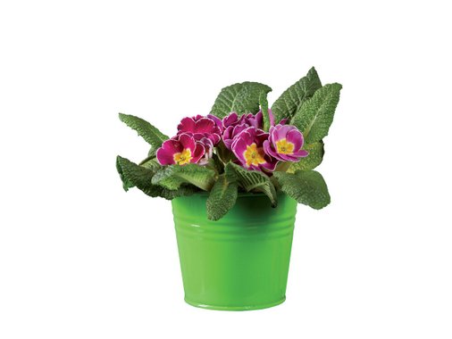 Иглика | Лидл | Oferta.bg