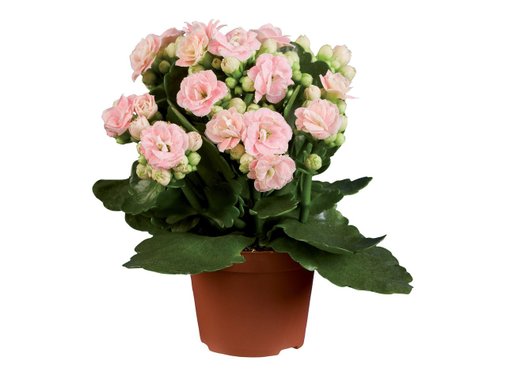 Мини каланхое | Лидл | Oferta.bg