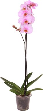 Цветна орхидея Фаленопсис