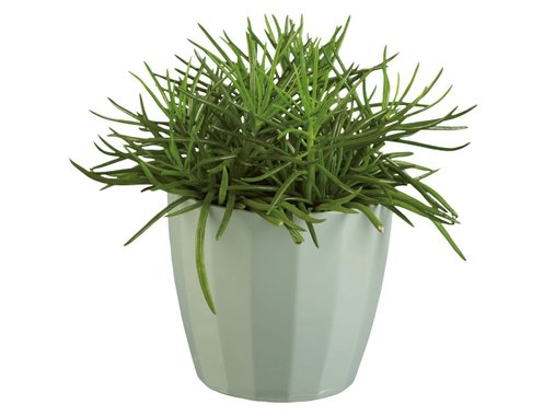 Зелени растения
