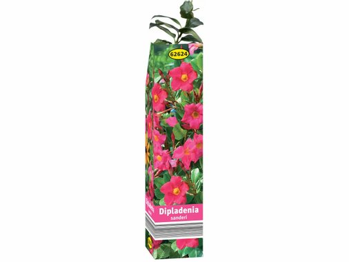Корени за летни цветя