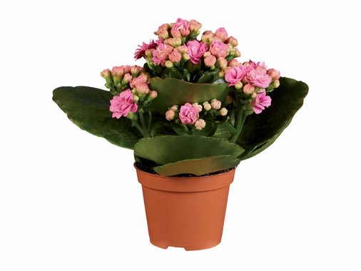 Мини каланхое