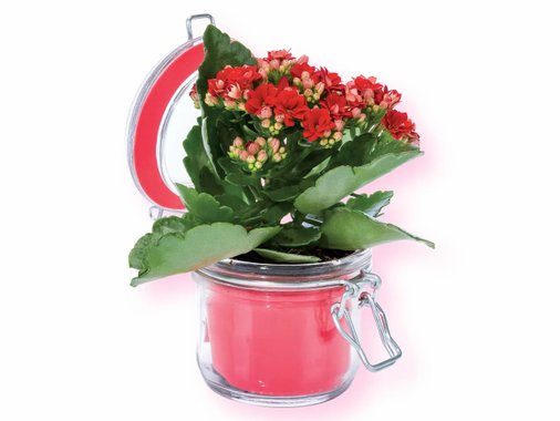 Каланхое