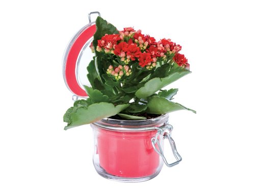 Каланхое