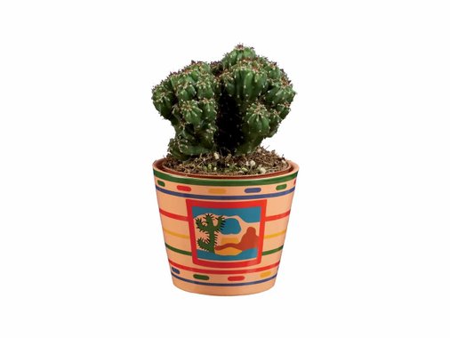 Сукулент или кактус