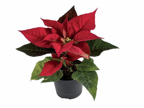 Мини цъфтящо растение