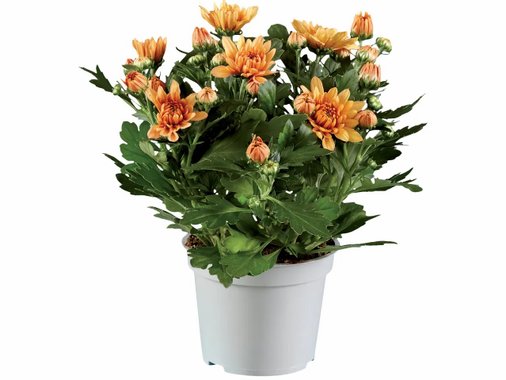 Цъфтящо растение