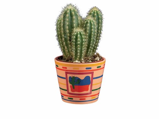 Сукулент или кактус