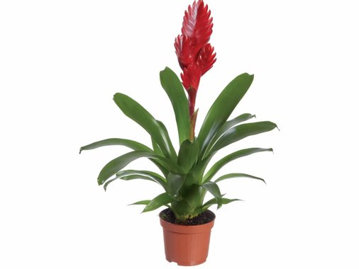 Бромелия, вризея, гуцмания или тиландсия