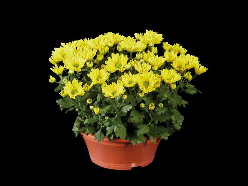 Хризантеми