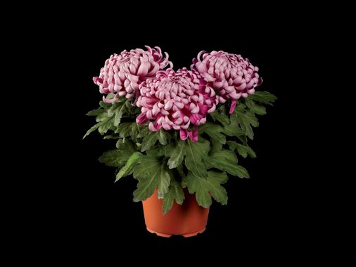 Хризантеми