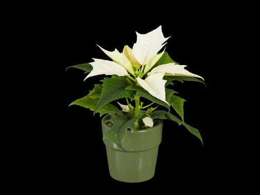 Мини коледна звезда