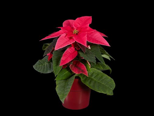 Мини коледна звезда