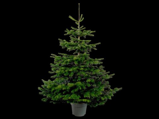 Естествена коледна елха