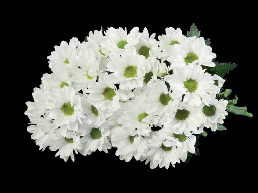 Хризантеми