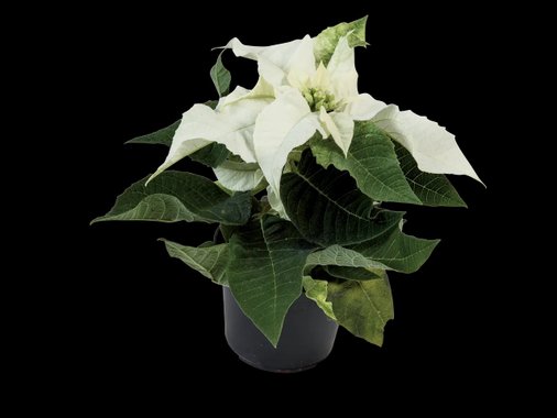 Мини цъфтящо растение