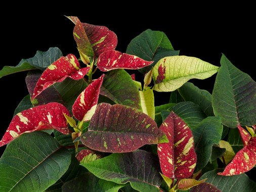 Коледна звезда Ексклузив