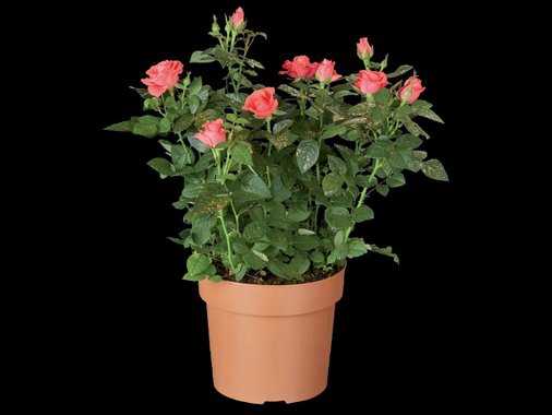 Рози с брокат