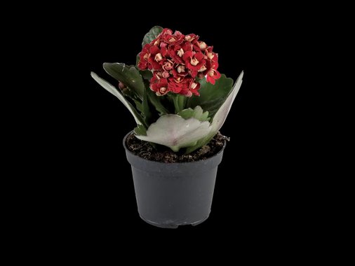 Мини цъфтящо растение