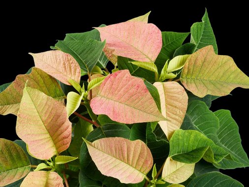 Коледна звезда Ексклузив