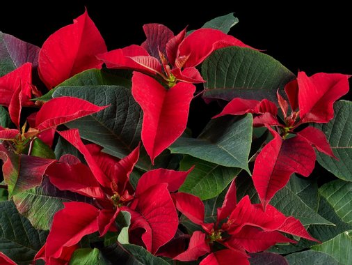 Коледна звезда Ексклузив