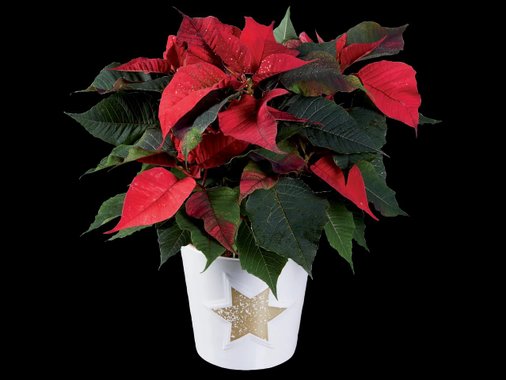 Коледна звезда