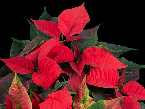 Коледна звезда Ексклузив