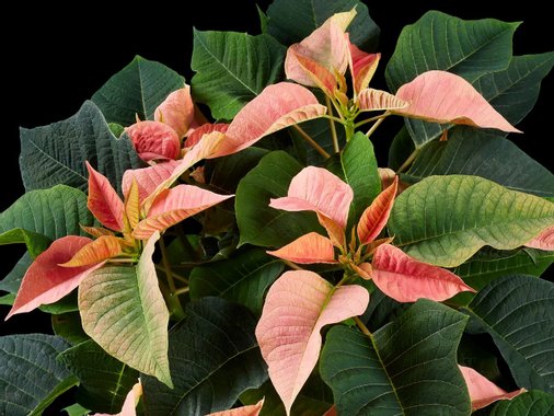 Коледна звезда Ексклузив