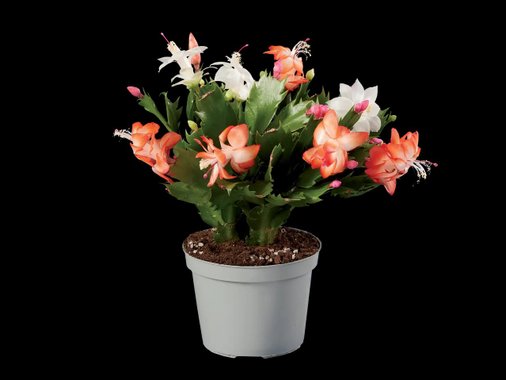 Коледниче Дуо