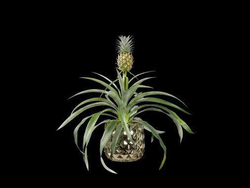 Декоративен ананас
