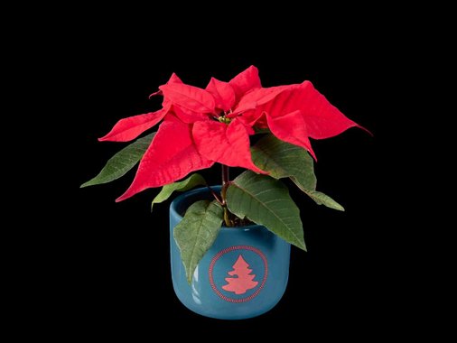 Мини цъфтящо растение