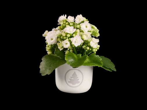 Мини цъфтящо растение