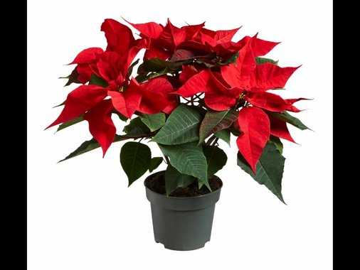 Коледна звезда