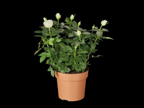 Рози с брокат