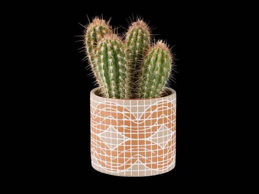 Кактус или сукулент