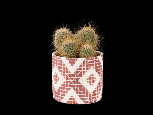 Кактус или сукулент