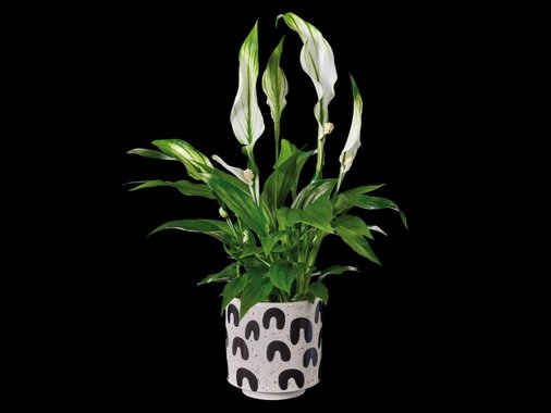 Спатифилум