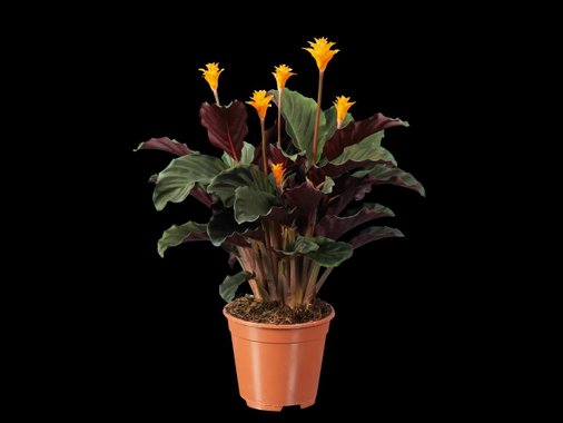 Калатея, кала или антуриум